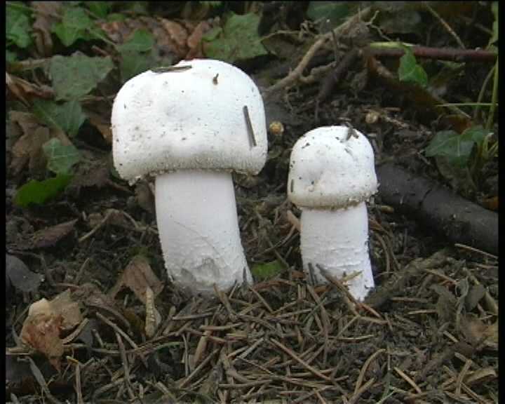 Agaricus benesii   (Pilat)  Singer